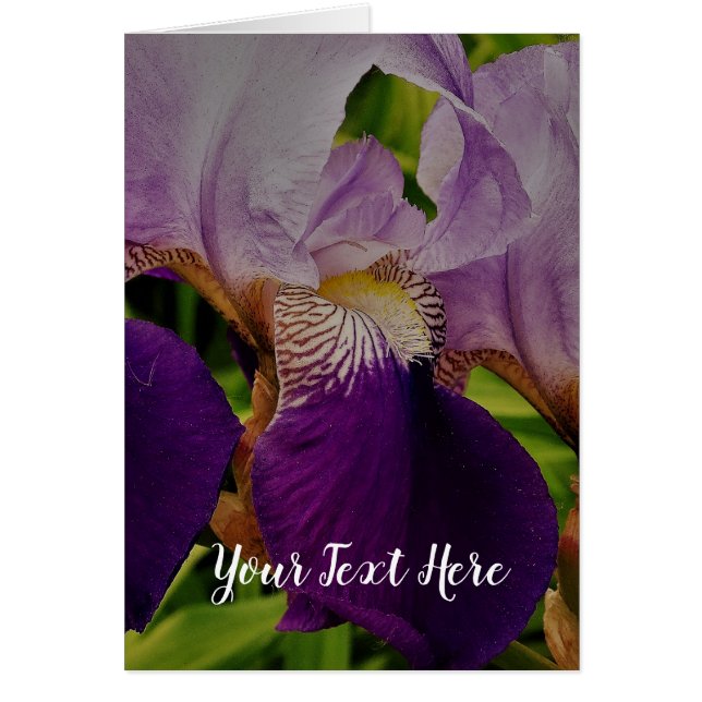 Lila Iris Flower Photo Postcard Hälsningskort (Framsidan)