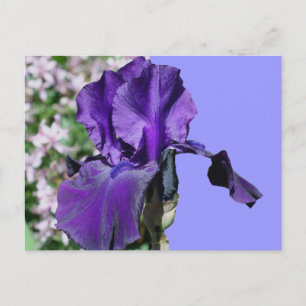 Lila Iris Flower Photo Postcard Vykort