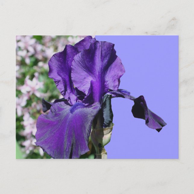 Lila Iris Flower Photo Postcard Vykort (Framsida)