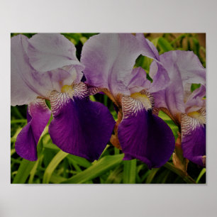 Lila Iris Flower Photo Value Poster Pappert