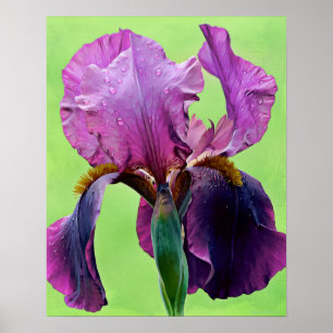 Lila Iris Flower Photographic Art Print Poster