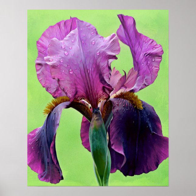Lila Iris Flower Photographic Art Print Poster (Framsidan)