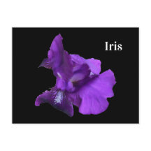 Lila Iris Flower