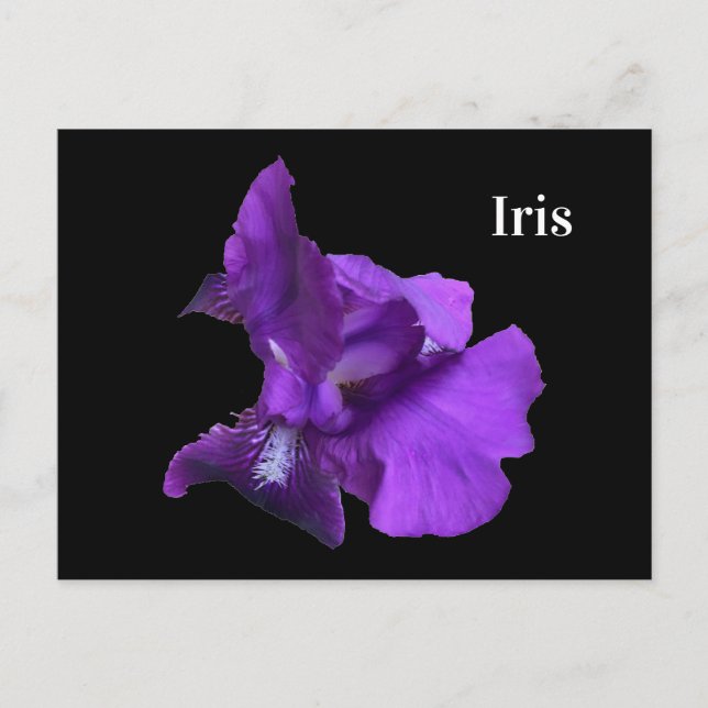Lila Iris Flower Vykort (Framsida)