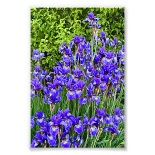 Lila Iris Flowers by Sidewalde Fototryck