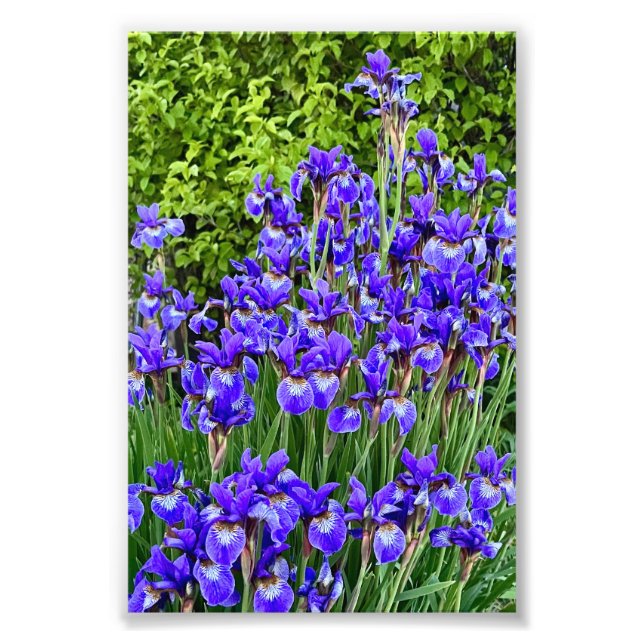 Lila Iris Flowers by Sidewalde Fototryck (Framsidan)