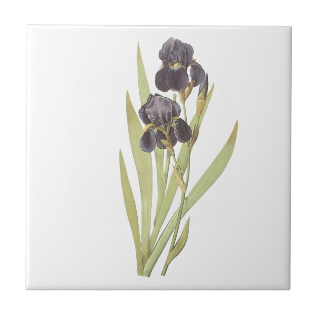 Lila Iris Flowers Kakelplatta (Framsidan)