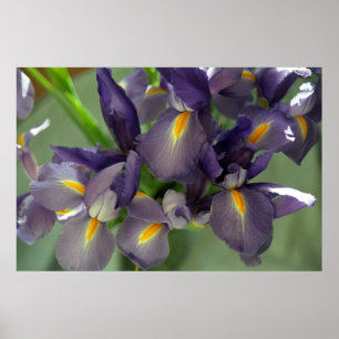 Lila Iris Flowers Poster Art Print