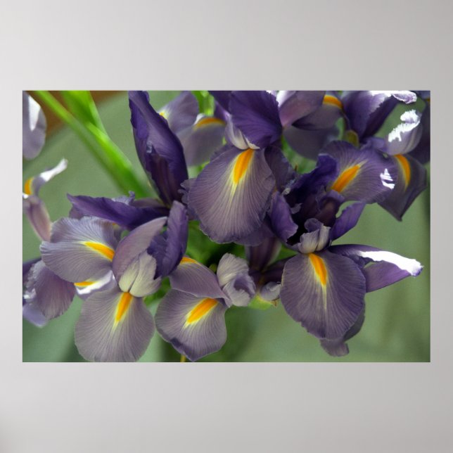 Lila Iris Flowers Poster Art Print (Framsidan)