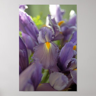 Lila Iris Flowers Poster Art Print
