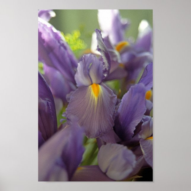 Lila Iris Flowers Poster Art Print (Framsidan)