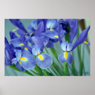 Lila Iris Flowers Poster Art Print