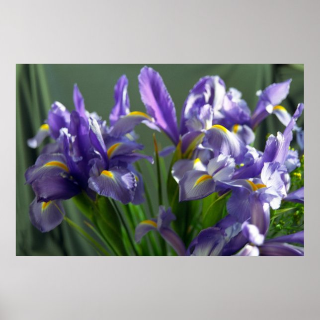 Lila Iris Flowers Poster Art Print (Framsidan)