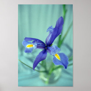 Lila Iris Flowers Poster Art Print