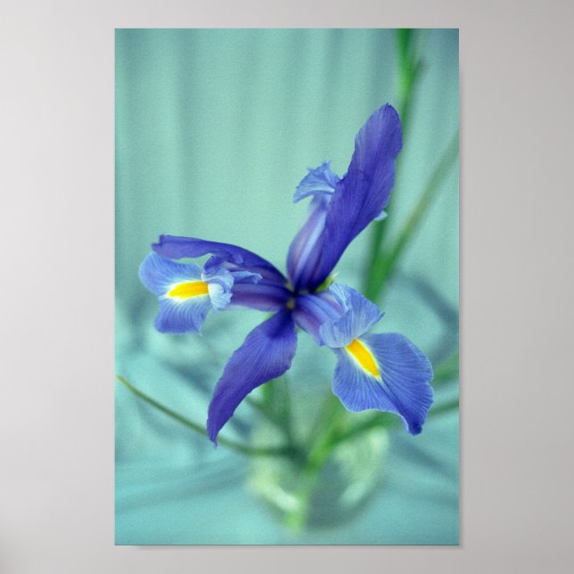 Lila Iris Flowers Poster Art Print (Framsidan)
