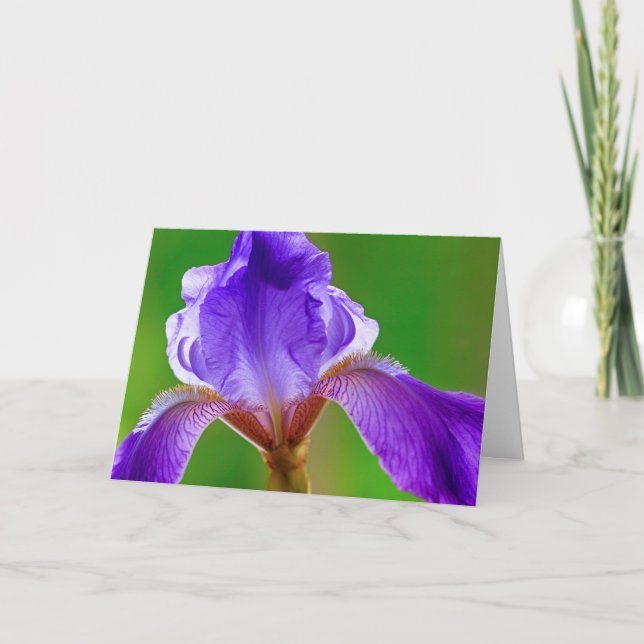Lila Iris-födelsedagskort Kort (Framsida)