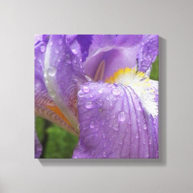 Lila Iris-foto Canvastryck (Framsida)