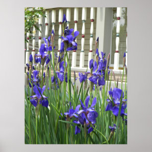 Lila Iris-foto Poster