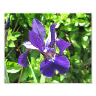 Lila Iris Fototryck