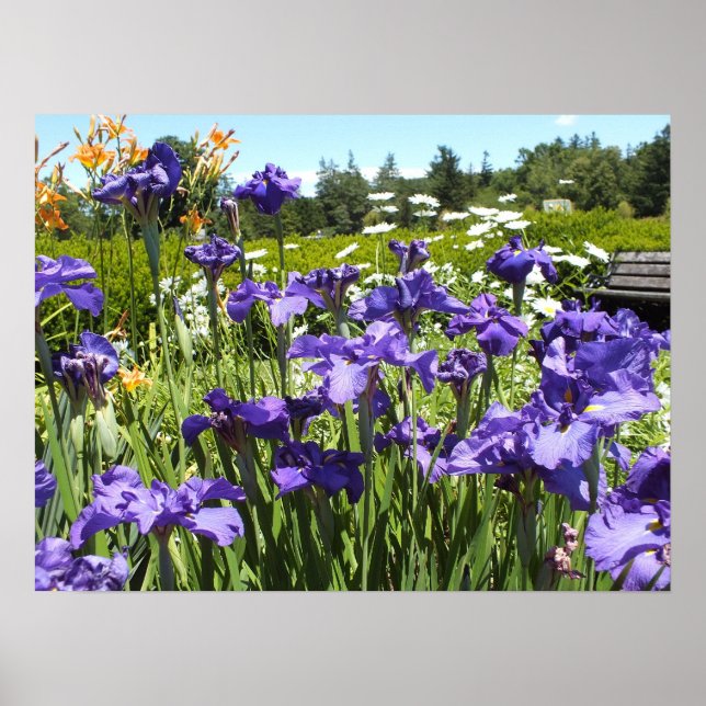 Lila Iris Garden Poster (Framsidan)