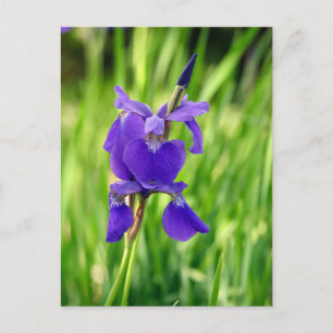 Lila Iris Helg Vykort