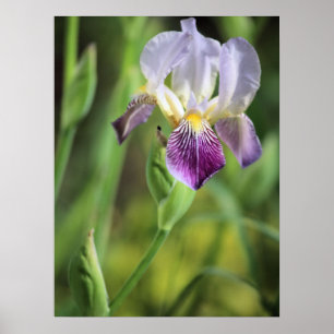 Lila Iris i Sol Poster