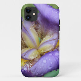 Lila Iris (Iris Germanica)