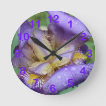 Lila Iris (Iris Germanica)