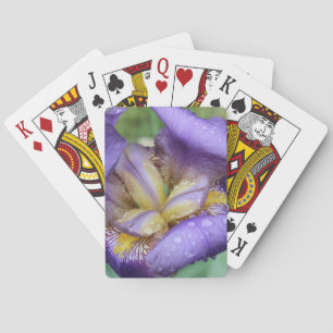 Lila Iris (Iris Germanica) Spel Kort
