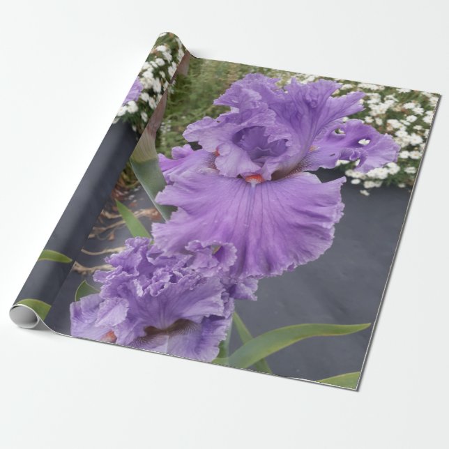 Lila Iris-iriserar blommorna Lavender Lilac Bearde Presentpapper (Utrullad)