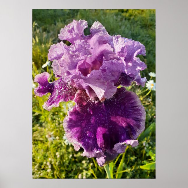 Lila Iris Irises Blommigt Blomsterträdgård Poster (Framsidan)