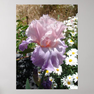 Lila Iris Irises Cottage Garden art Plant Poster