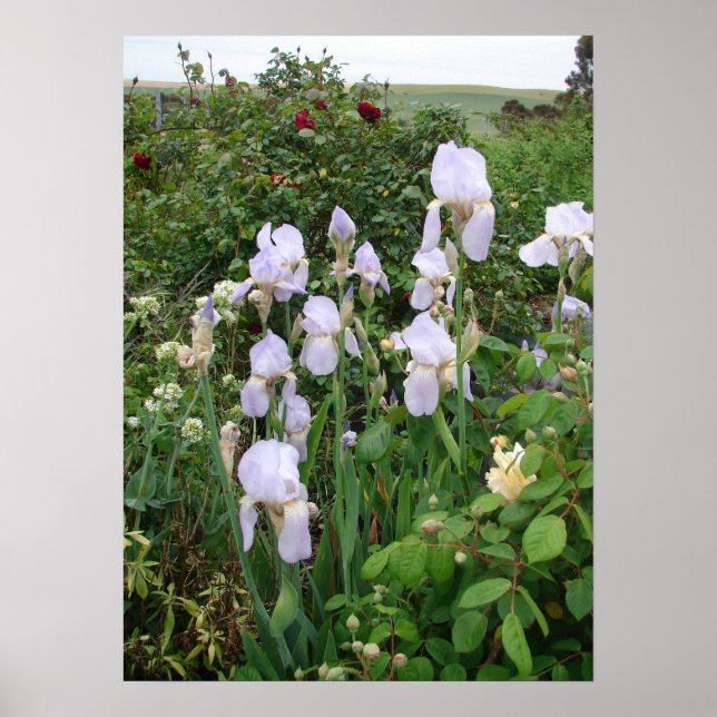 Lila Iris Irises Cottage Garden Plant Poster (Framsidan)