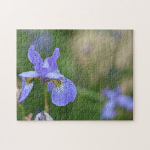 Lila Iris Irises Flower Nature Photo Garden Pussel