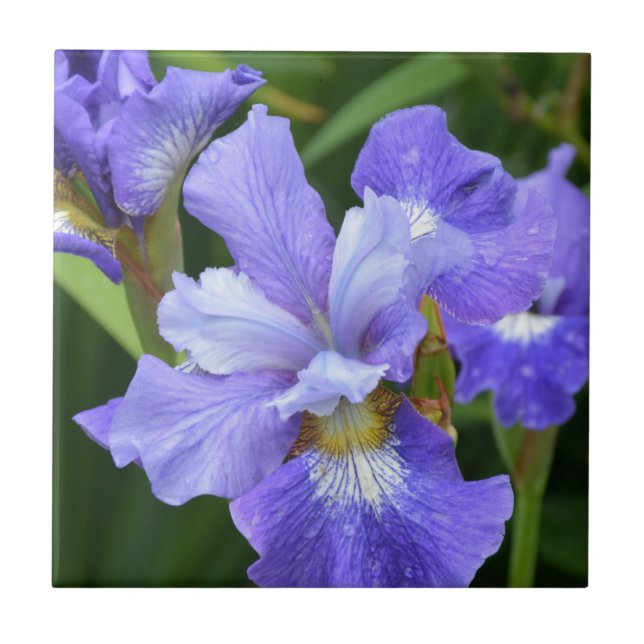 Lila iris kakelplatta (Framsidan)