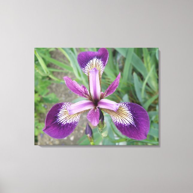 Lila Iris Kanvastryck (Framsida)