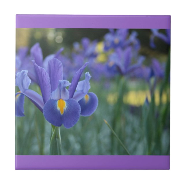 Lila Iris Keramisk Platta Kakelplatta (Framsidan)
