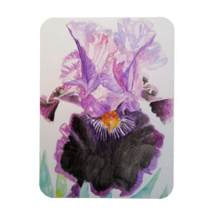 Lila Iris konst Blommor Vattenfärg Magnet