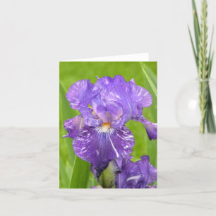 Lila Iris Kort