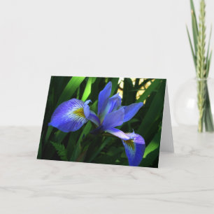Lila Iris Kort