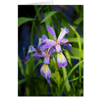 Lila Iris-kort Hälsningskort