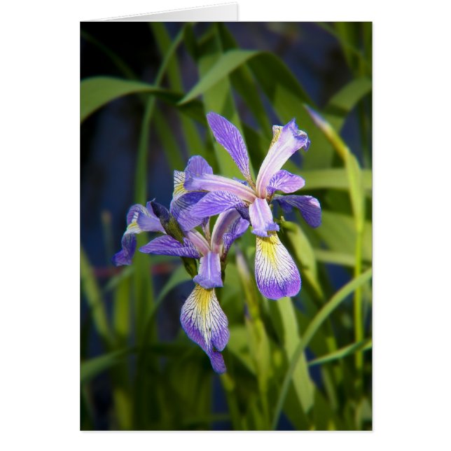 Lila Iris-kort Hälsningskort (Framsidan)