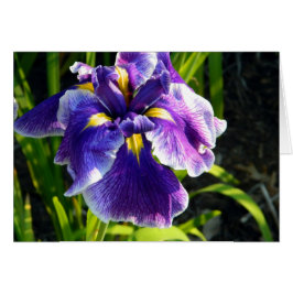 Lila Iris-kort Hälsningskort