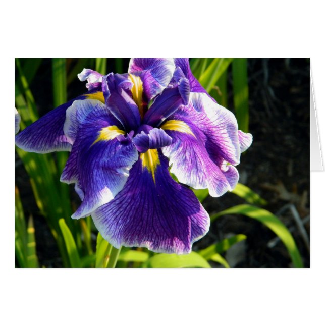 Lila Iris-kort Hälsningskort (Framsidan Horizontal)