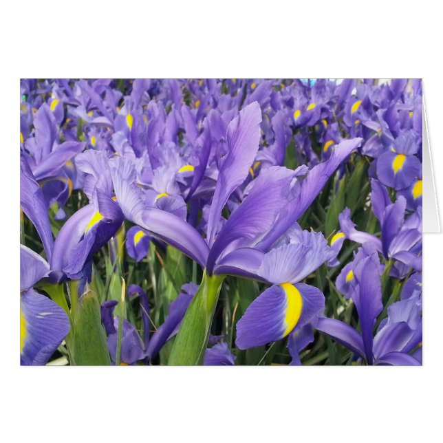 Lila Iris-kort (Tomt insida) Hälsningskort (Framsidan Horizontal)