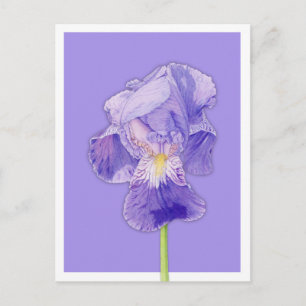 Lila Iris lila vykort