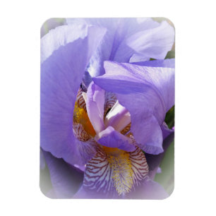 lila iris magnet
