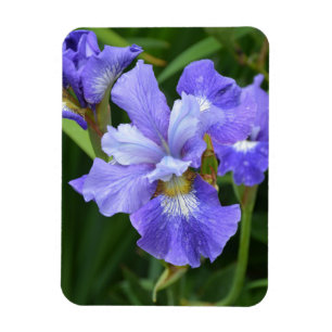Lila iris magnet