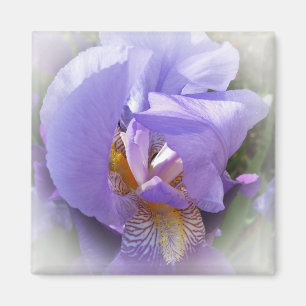 lila iris magnet