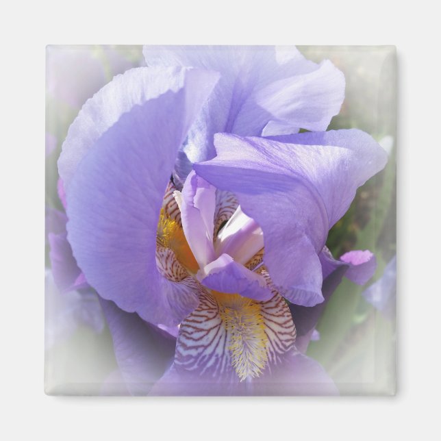 lila iris magnet (Framsidan)